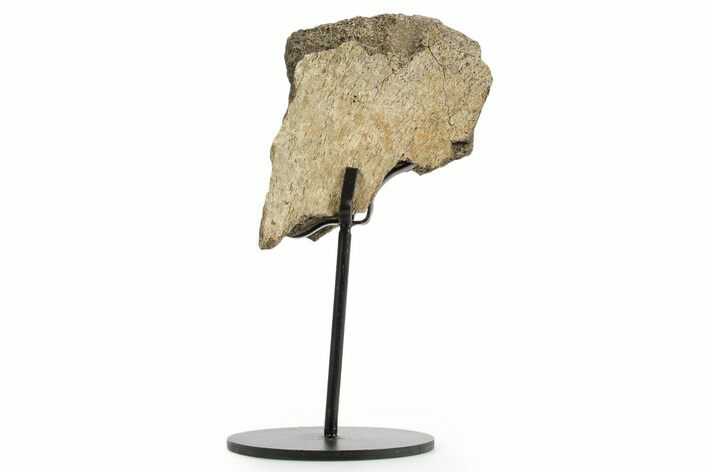 Dinosaur (Triceratops) Frill Shield Section w/ Stand - South Dakota #363559